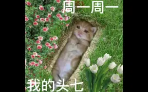 Download Video: 猫猫一周图