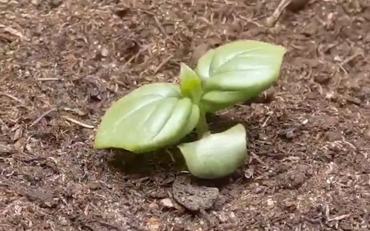 罗勒生长过程70天