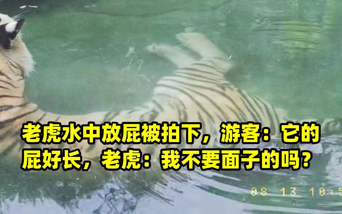 老虎水中放屁被拍下,游客:它的屁好长,老虎:我不要面子的吗?