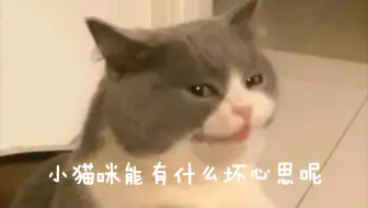 [直播切片]小猫咪能有什么坏心思呢.jpg
