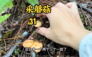 Download Video: 红枞菌猛长时期，一个两个三个扯不停，中途遇到采菇人说自己还不到一斤，要继续努力呀！