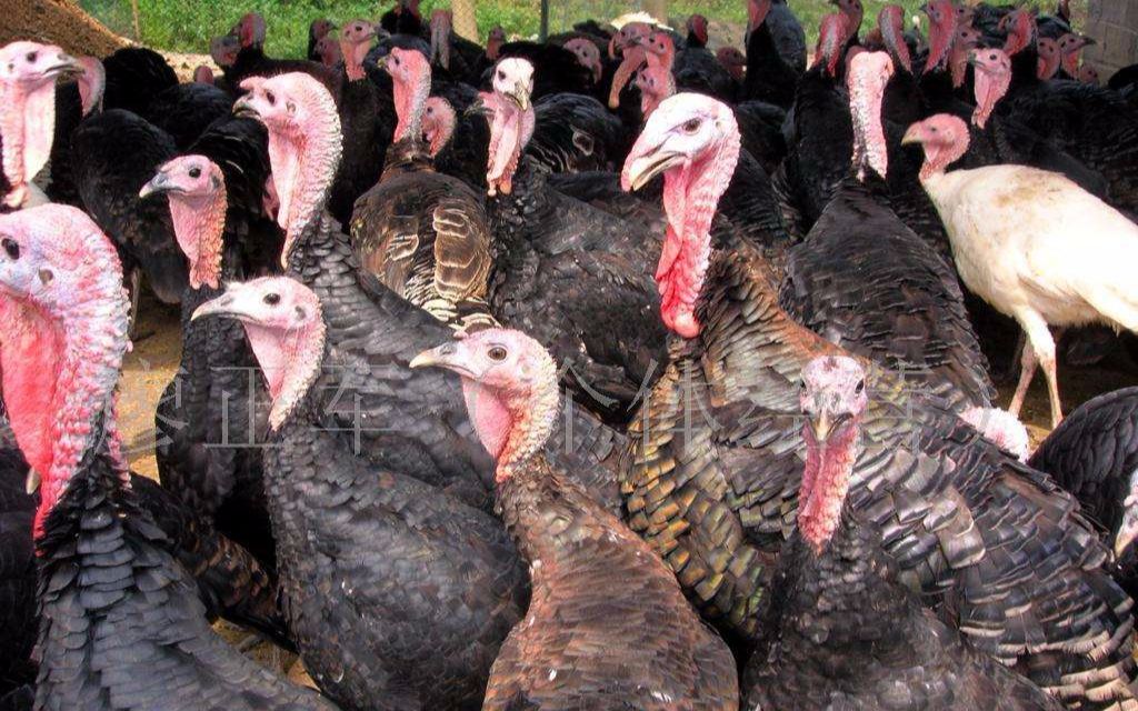 火鸡养殖技术 火鸡养殖场地建设 火鸡养殖一点通