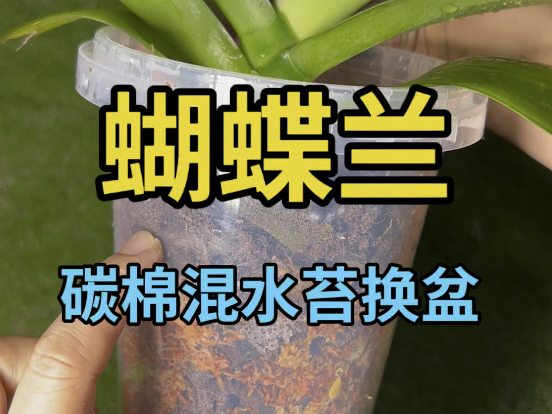 蝴蝶兰碳棉混水苔换盆(班主任模式)哔哩哔哩bilibili