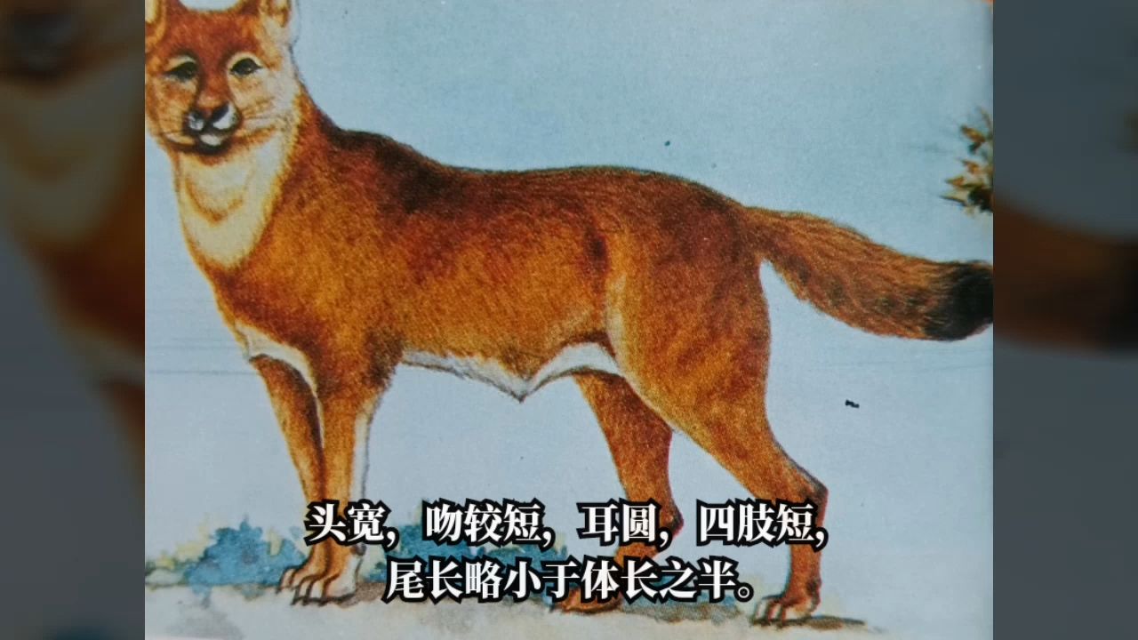 太白山区神出鬼没的豺