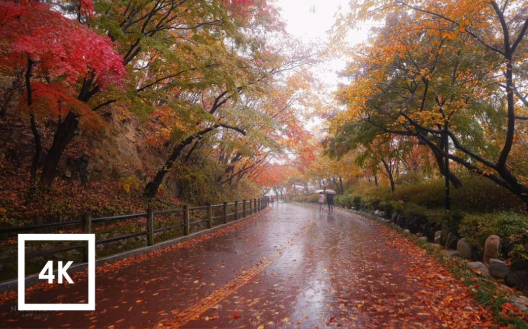 [图]【街景|放松】雨中漫步⛈丨看万山红遍