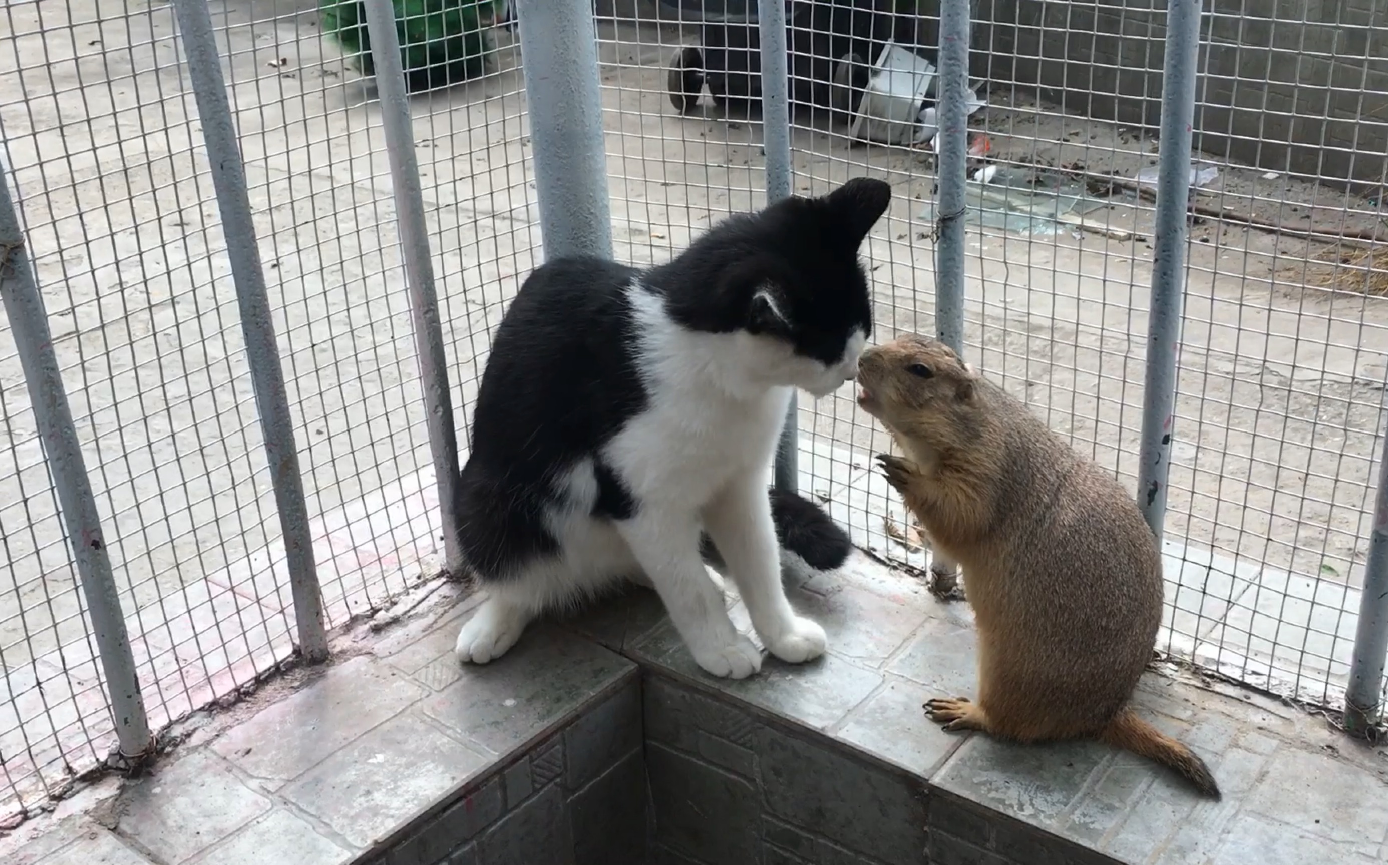 [图]猫和土拨鼠最后居然亲亲~