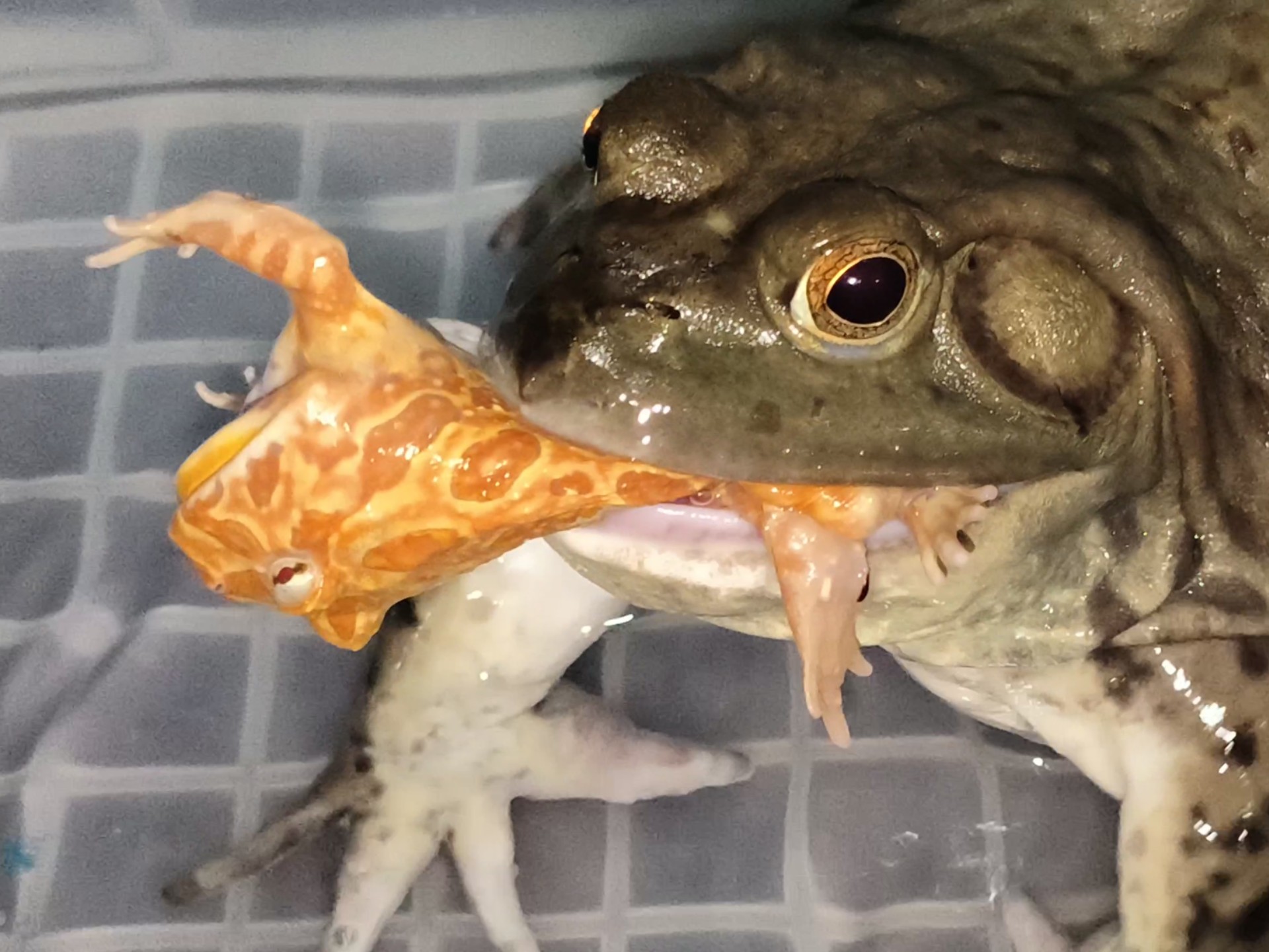 美洲牛蛙活吞南瓜角蛙