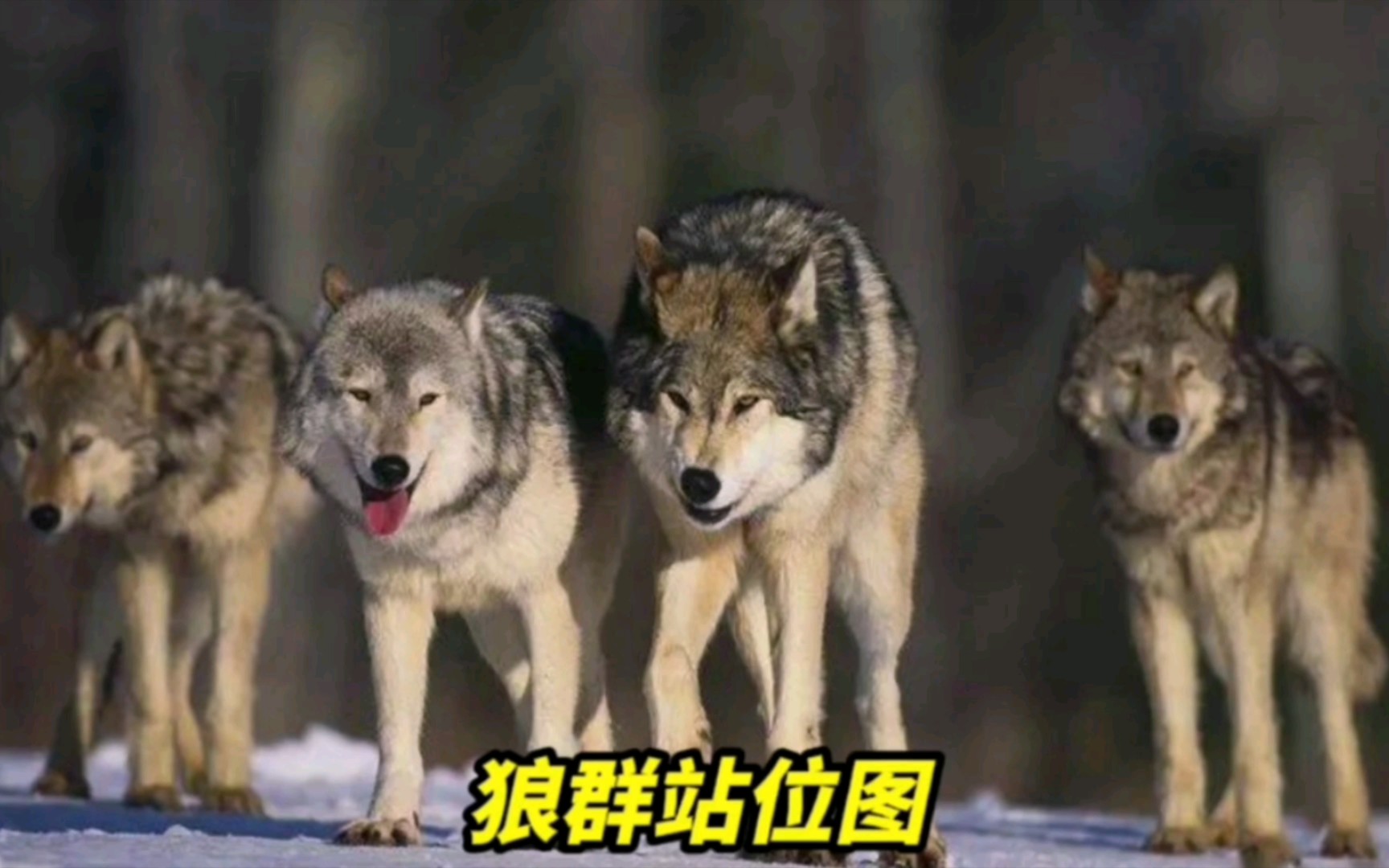 一张《狼群站位图》体现出狼群独特的组织性