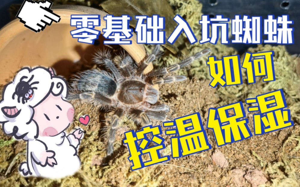 [图]【⚠️0基础入坑⚠️蜘蛛饲养保姆教程】第二期 新人如何控制湿度温度