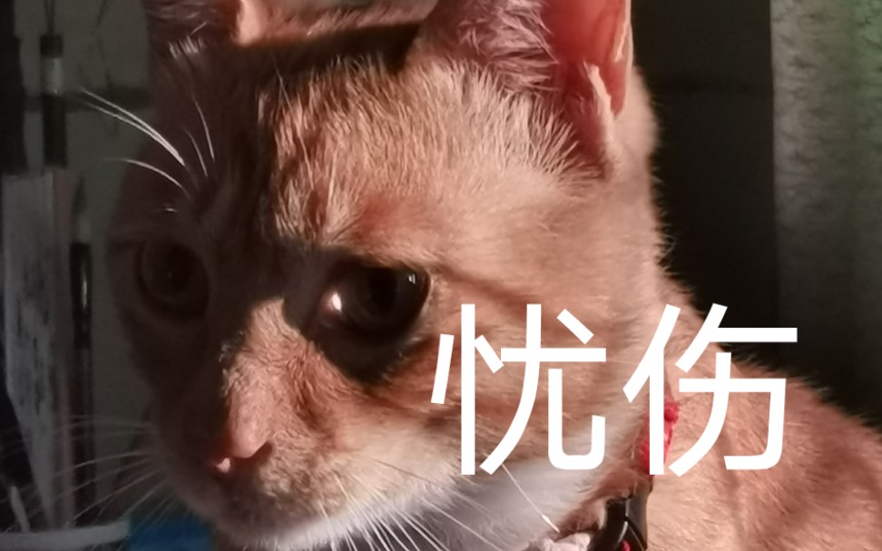【橘猫】发春的大橘