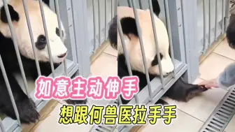 Tải video: 何兽医分享与如意互动较完整视频：如意那个腻歪劲儿，主动伸手要跟何兽医拉手手！