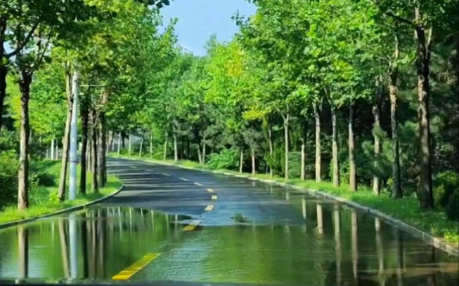 [图]【分享风景】沉浸式穿越雨后的梧桐大道（副驾视角）