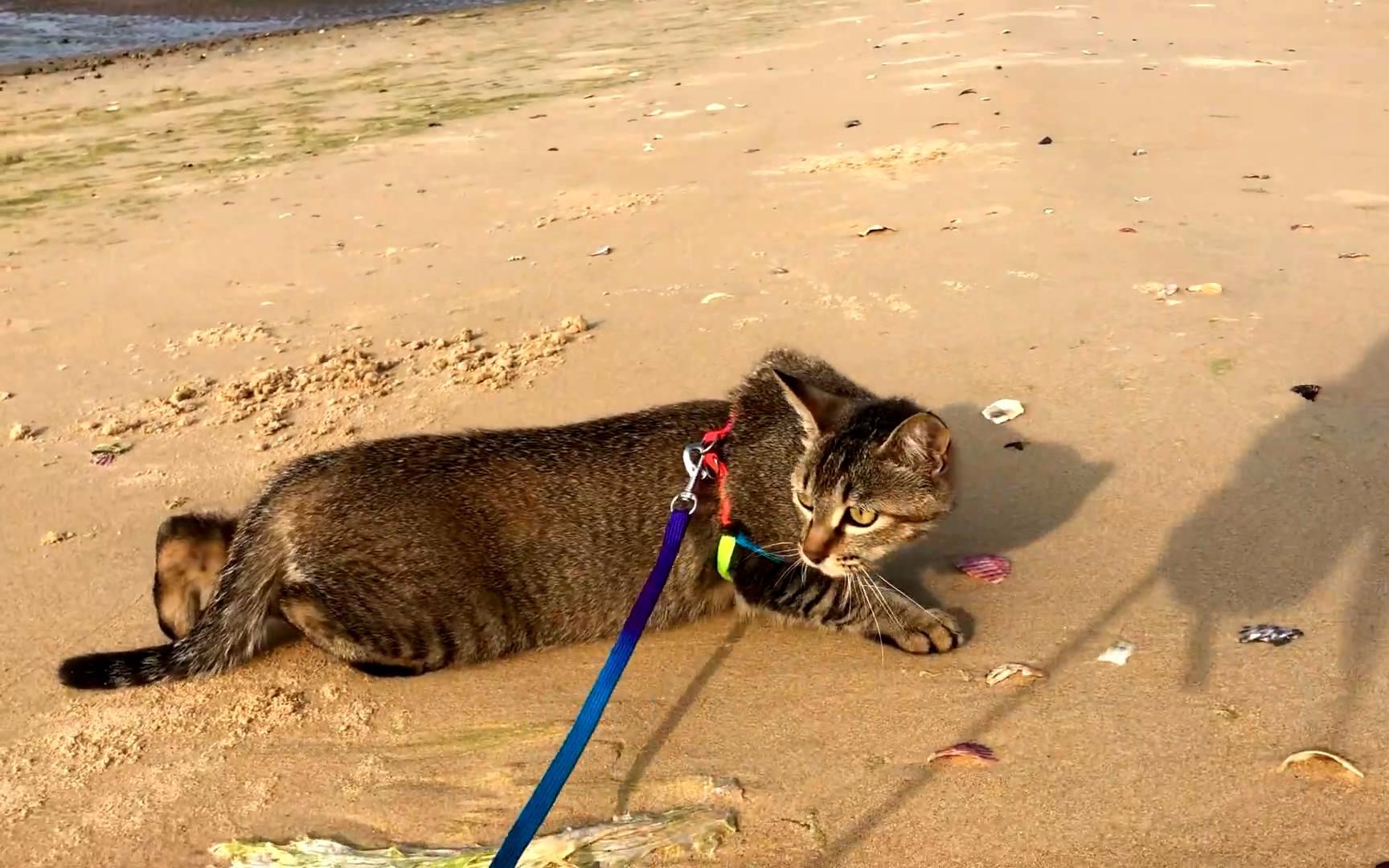 活动  【猫咪看海4】一只在海滩上匍匐前进的猫,猥琐的像个小偷!