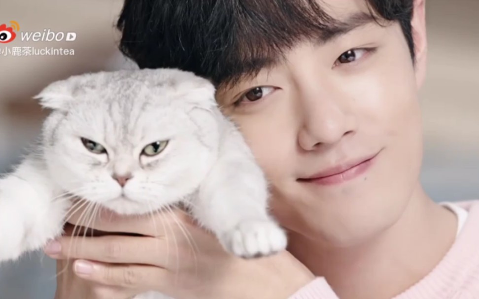 肖战战战与猫咪的爱恨情仇78