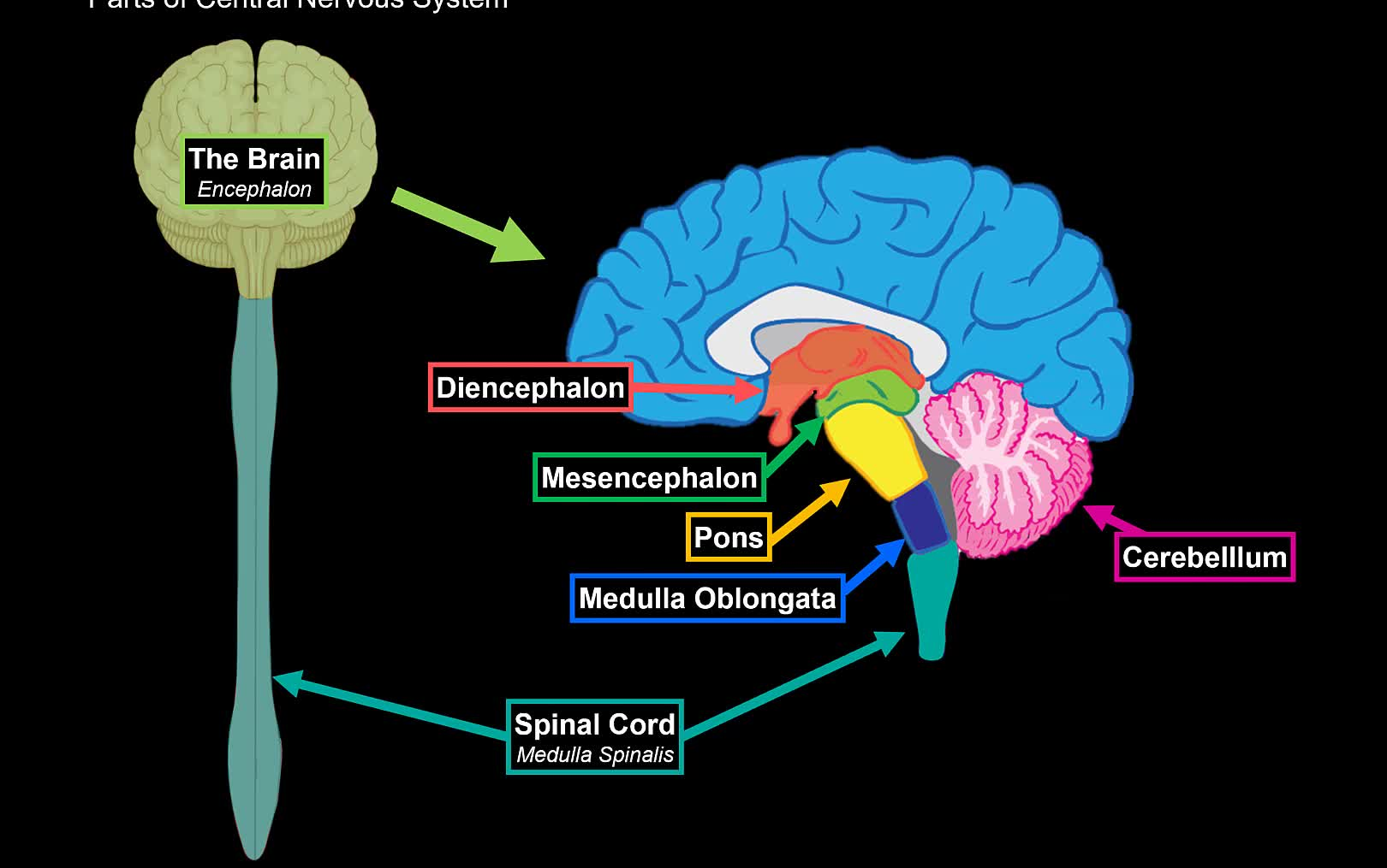 中枢神经系统解剖(Central Nervous System Anatomy)哔哩哔哩bilibili