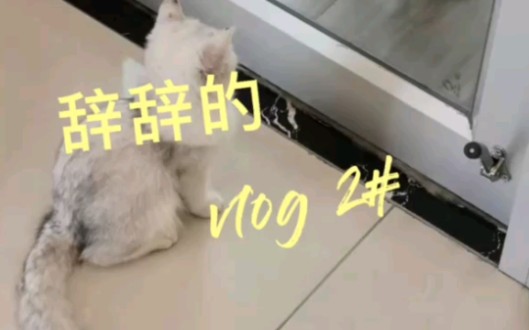 VLOG|记录去医院|撸宠物医院的猫|用短视频记录生活哔哩哔哩bilibili