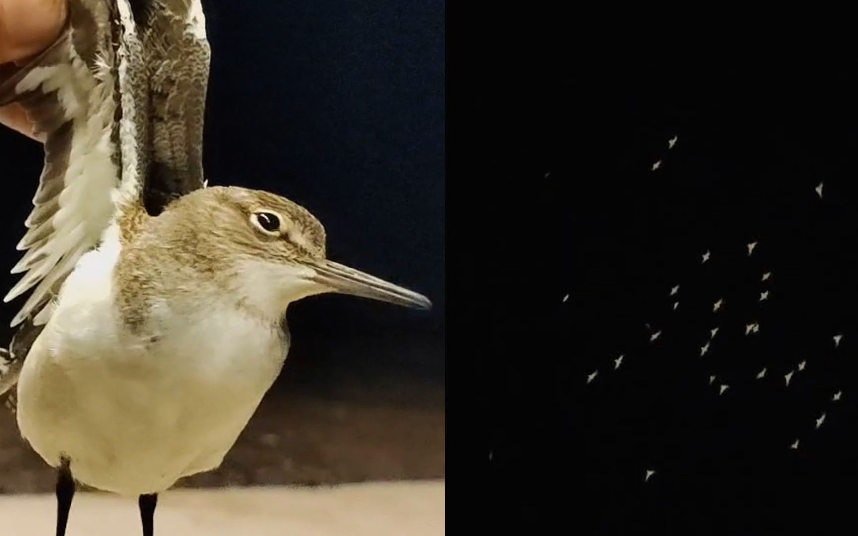 大兴安岭夜空现成群"夜光鸟":白腹灰黄背,体型似麻雀大小
