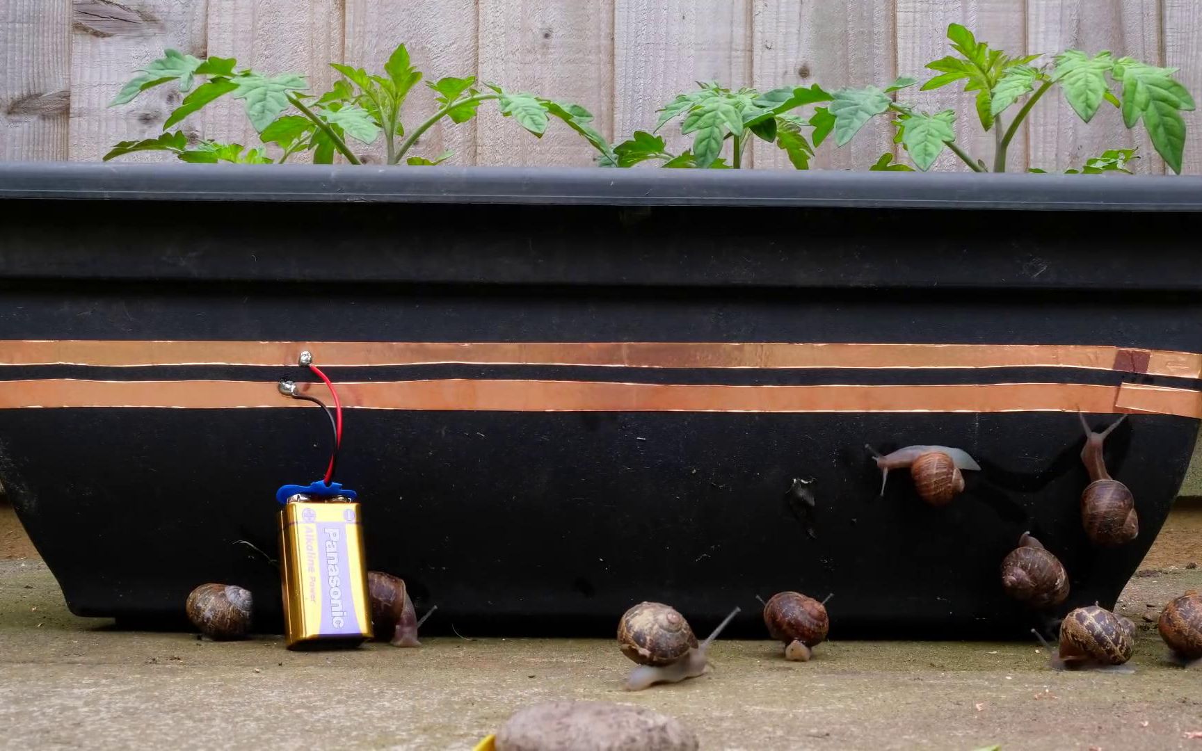 【搬运】让蜗牛远离你的植物( diy perks)_哔哩哔哩 (゜-゜)つロ 干杯