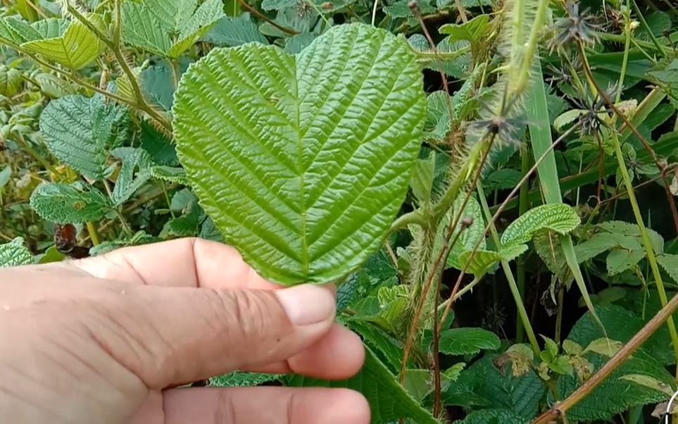 路边常见植物,叶子长得像扇子,全身长有刺,浑身是宝,你认识吗哔哩哔哩bilibili