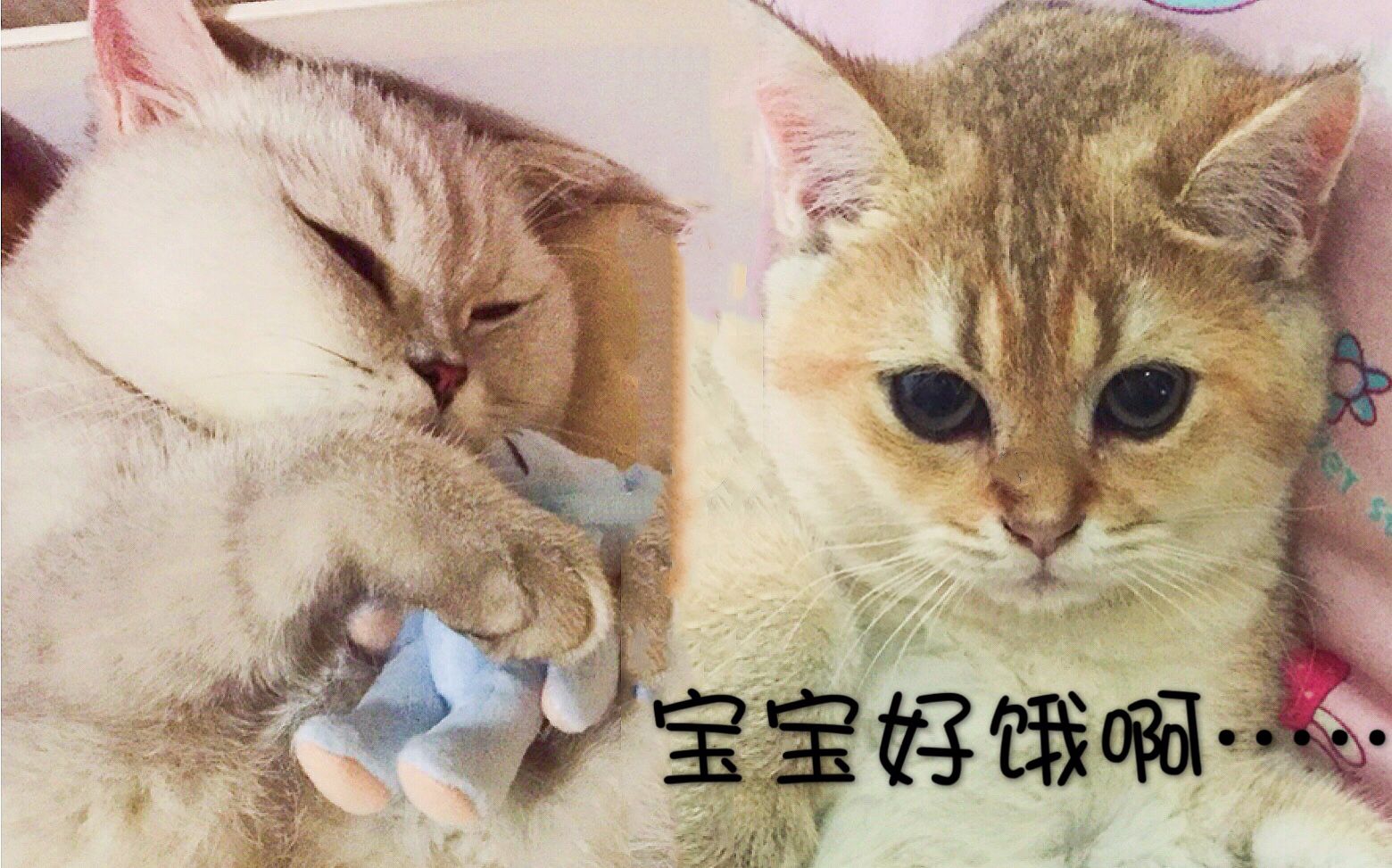 黄色的猫是都有橘猫基因吧——永远吃不饱,什么都能吃哔哩哔哩bilibili