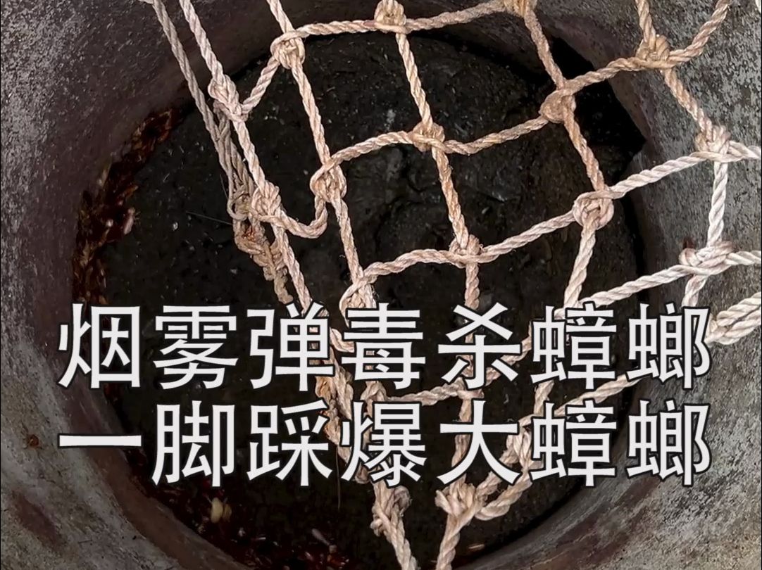 烟雾弹毒晕蟑螂,然后一脚踩爆的感觉多爽!