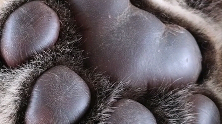 小老虎的大肉垫