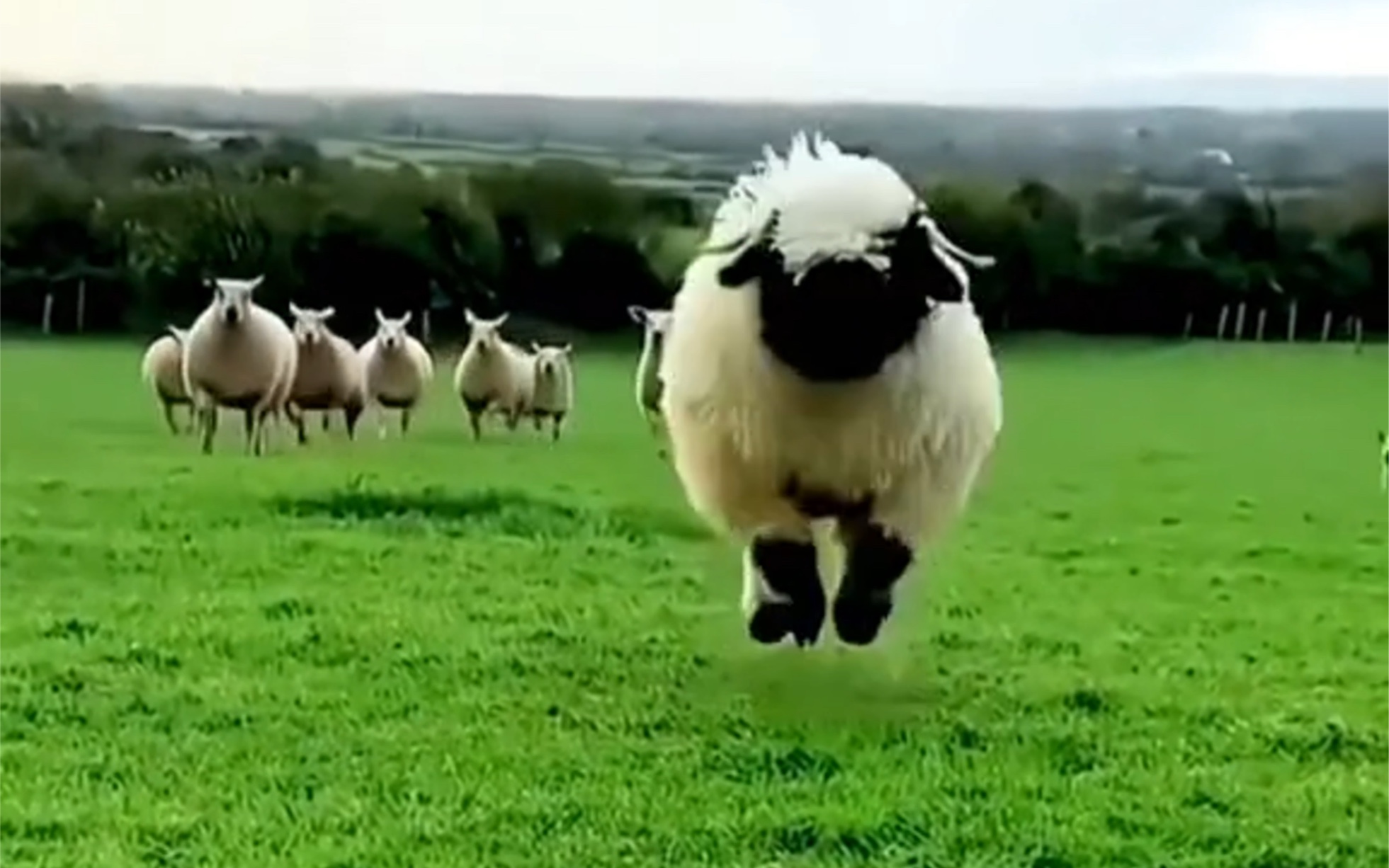 跳跳羊!你见过吗?