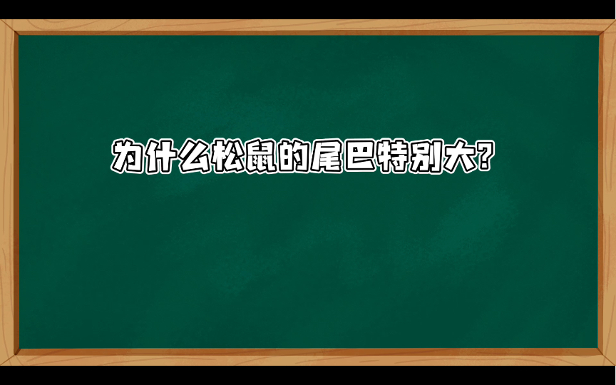 为什么松鼠的尾巴特别大?哔哩哔哩bilibili