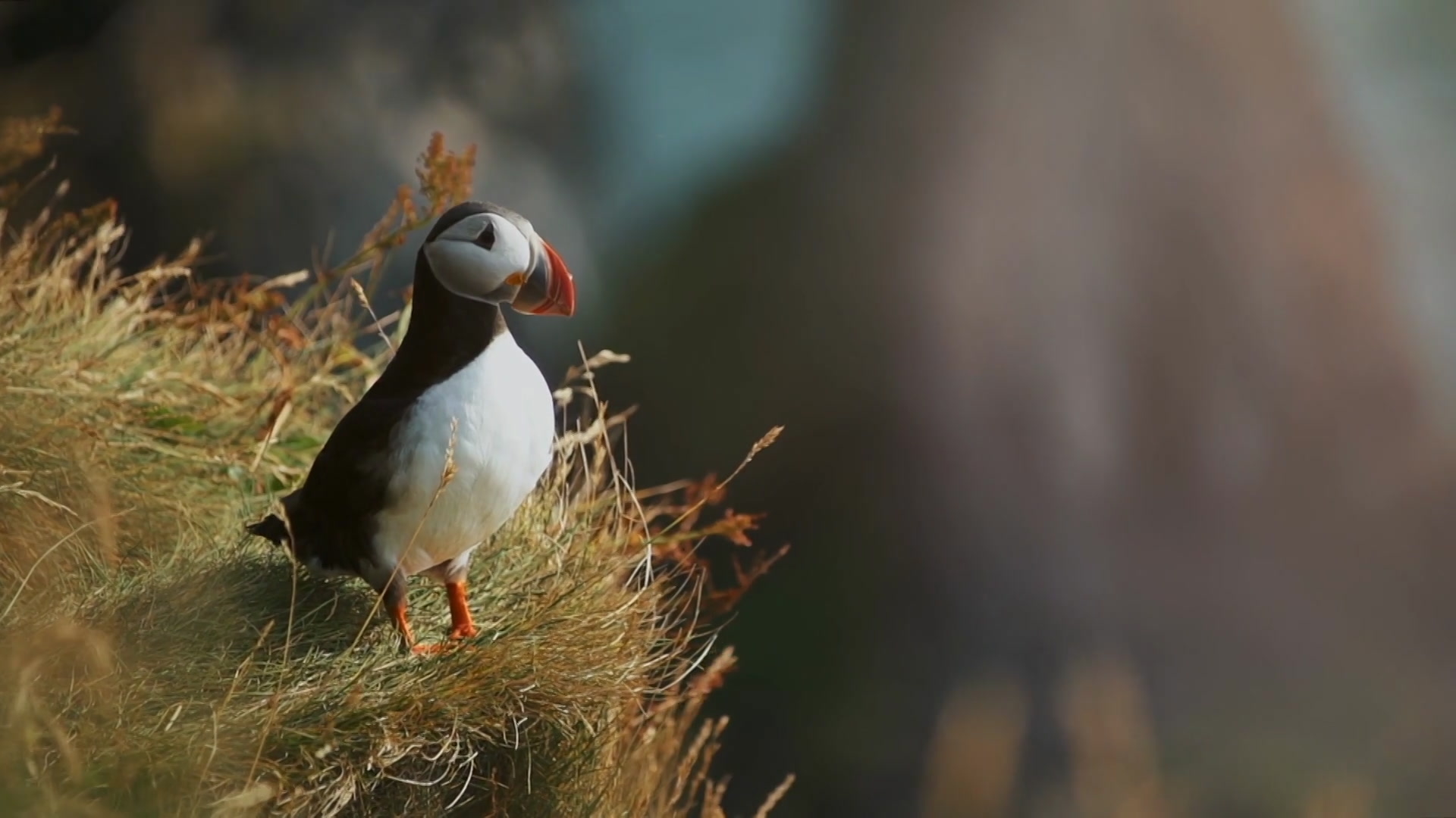 der letzte mohikaner - leo rojas