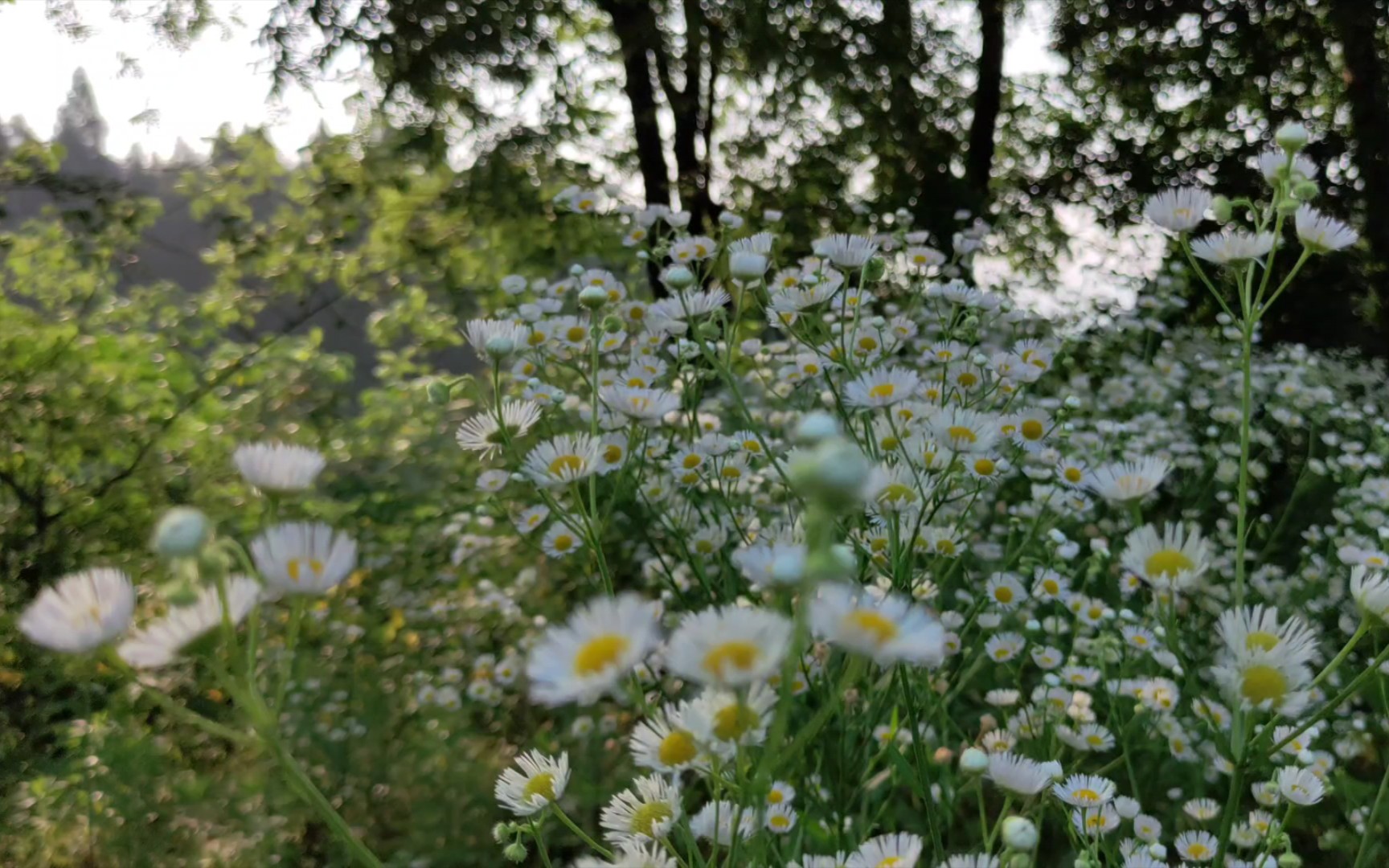 [图]与晨光一同去邂逅山坡上那片灿烂的野花