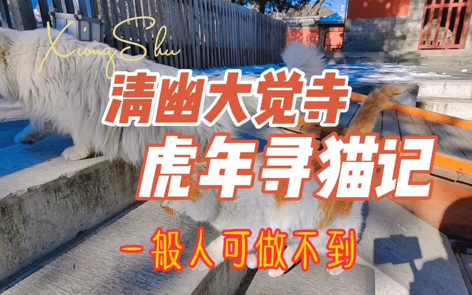 [图]千年古刹，踏雪寻猫