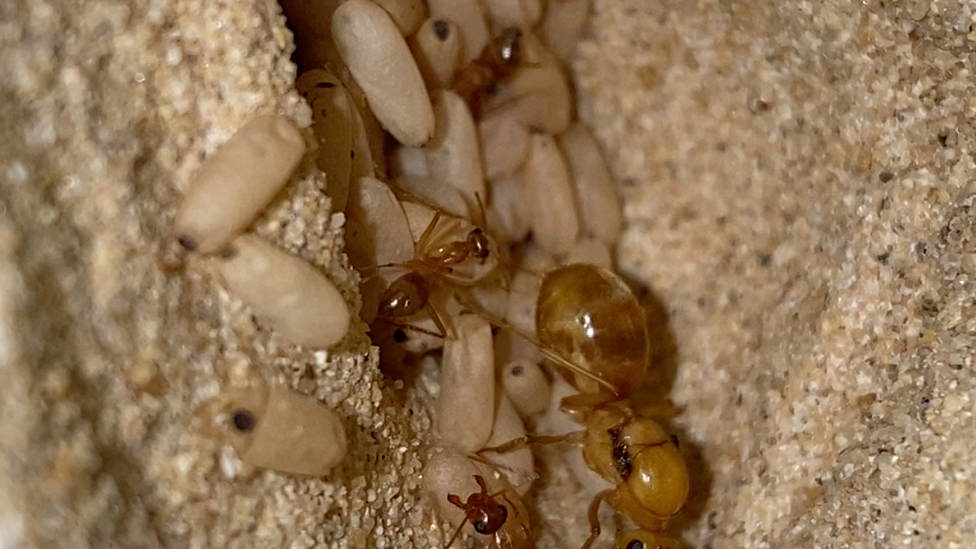 墨西哥蜜罐蚁整理刚刚倒进去的50只茧