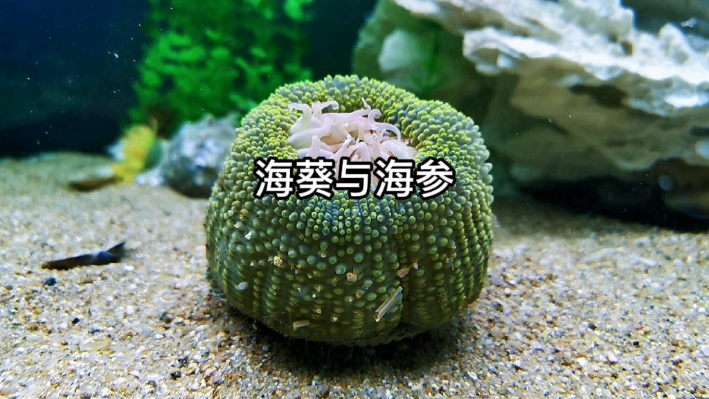 [图]海葵与海参