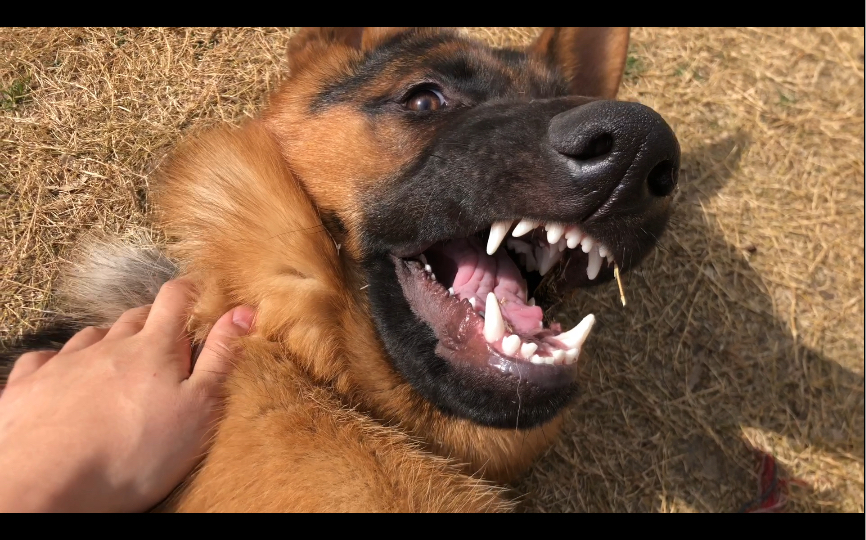 龇牙咧嘴的狗_哔哩哔哩_bilibili