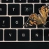 [中文字幕]和一只真的蝴蝶....解释苹果臭名昭著的蝴蝶键盘...、