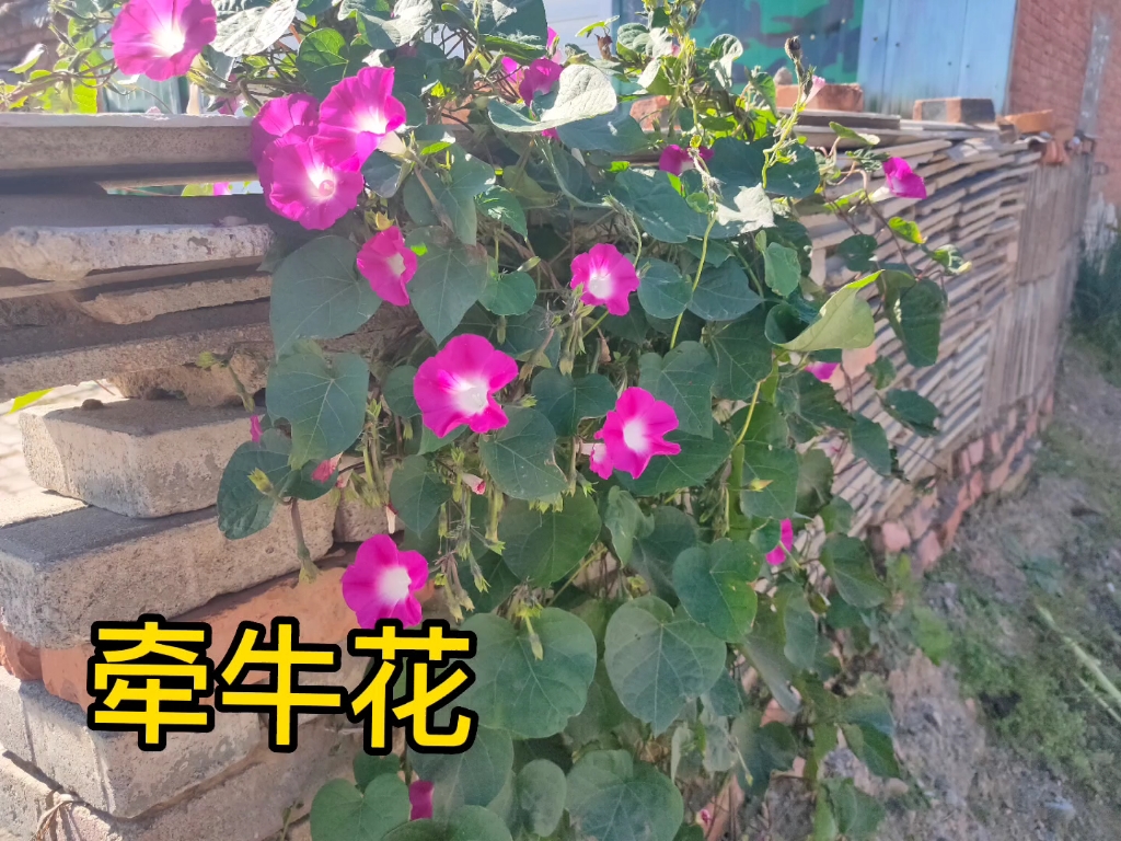 牵牛花~种子可入药,身边的花花草草哔哩哔哩bilibili