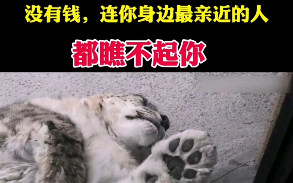 没有钱连你身边最亲近的人都瞧不起你副标题雪豹肉爪有多大