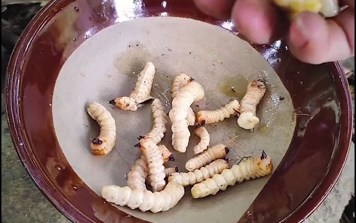斗米虫不仅是一道美食,还有丰富的蛋白质.