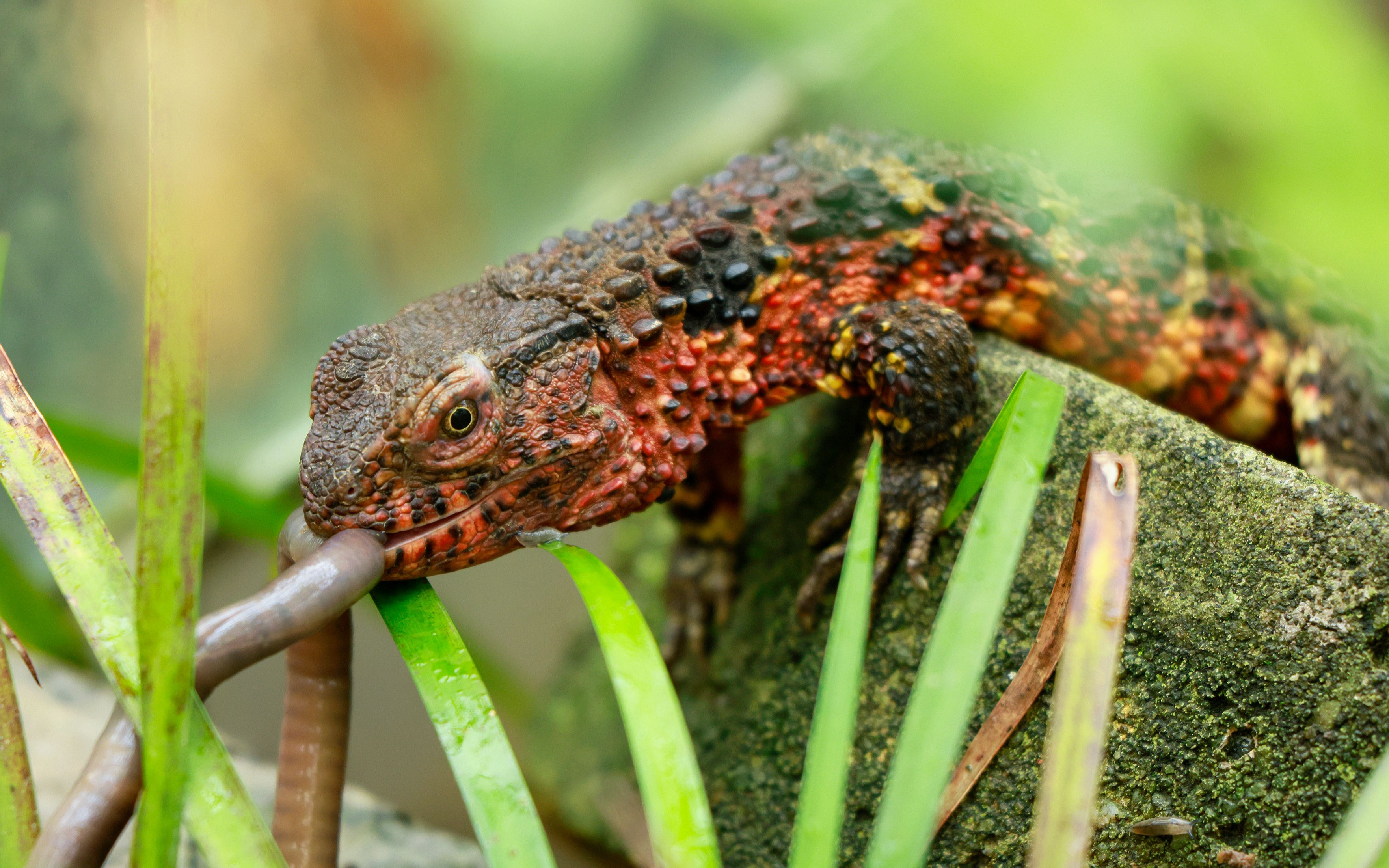[预热]爬行界的大熊猫,探访鳄蜥国家保护区