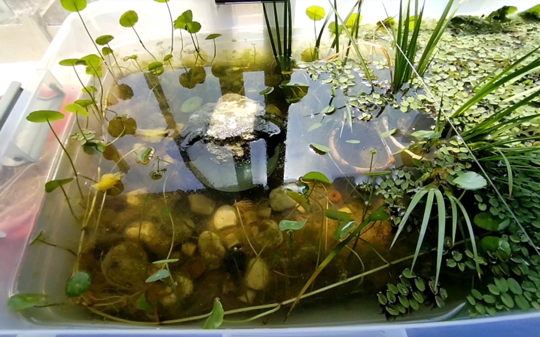 新手养龟记录第252天阳光下的生态缸