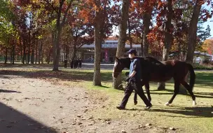 Скачать видео: 踩着金色落叶回厩舍的秀发生风奶奶