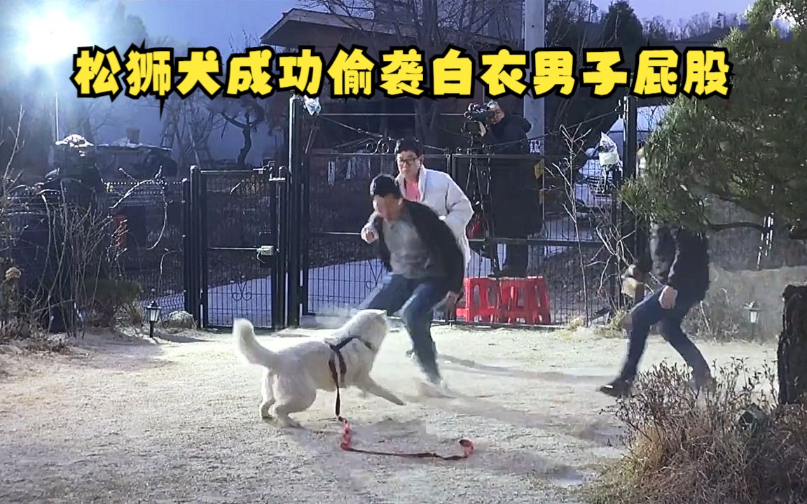 混种松狮犬搞偷袭名场面,训犬师也被打个措手不及,男嘉宾太惨哔哩哔哩bilibili