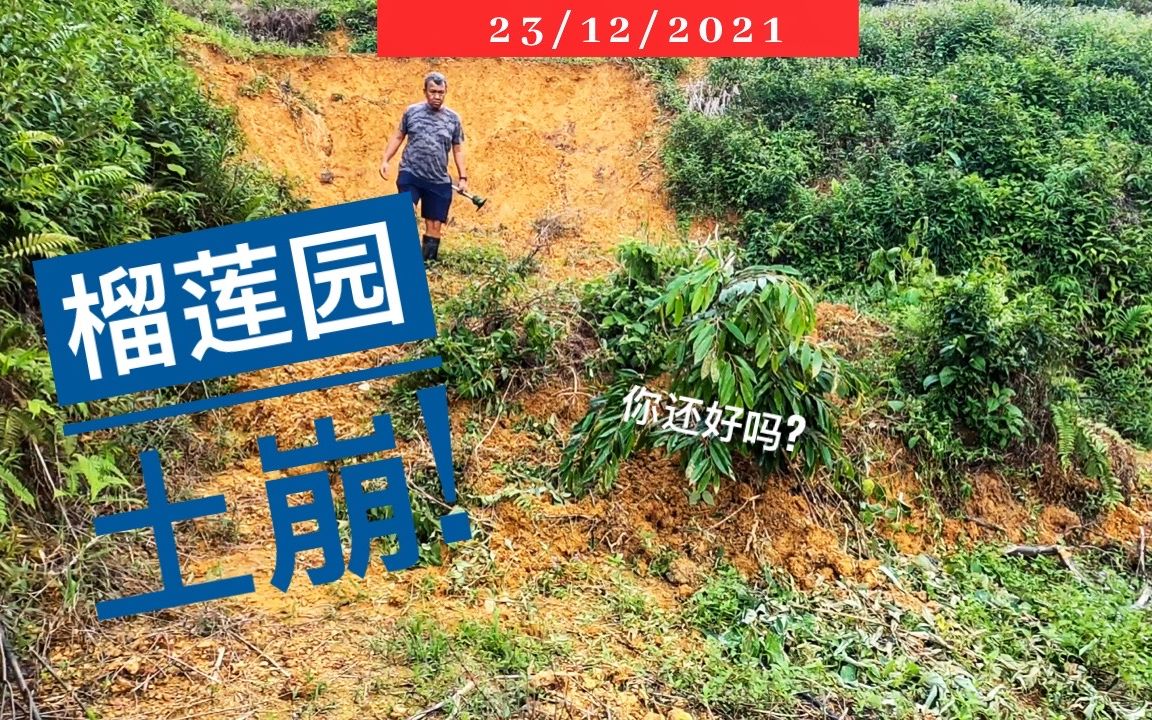 榴莲园发生土崩!! 长那么大的猫山王榴莲树完蛋?!哔哩哔哩bilibili