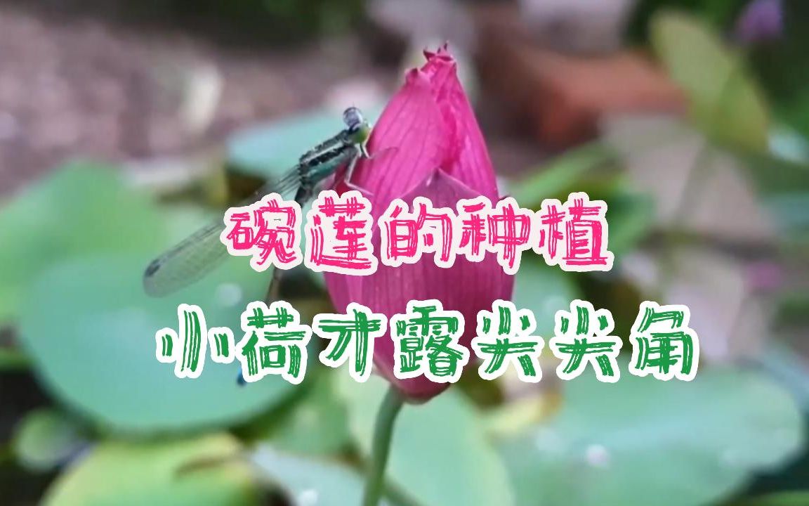 碗莲的种植过程哔哩哔哩bilibili