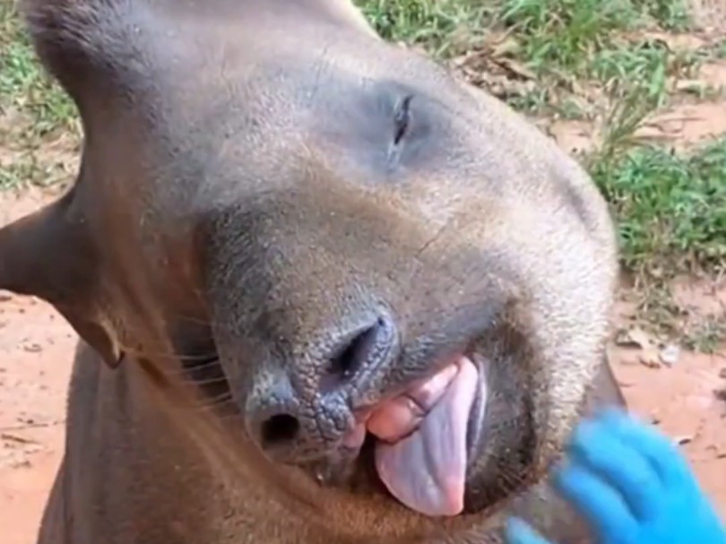 大型纪录片《现代四不像》