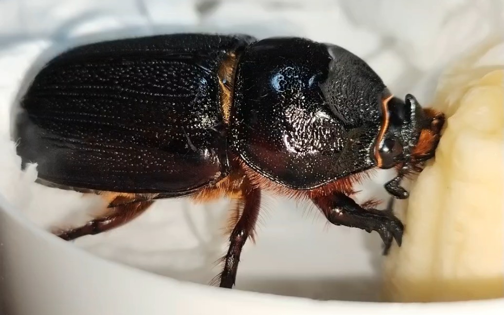 憨憨椰蛀犀金龟