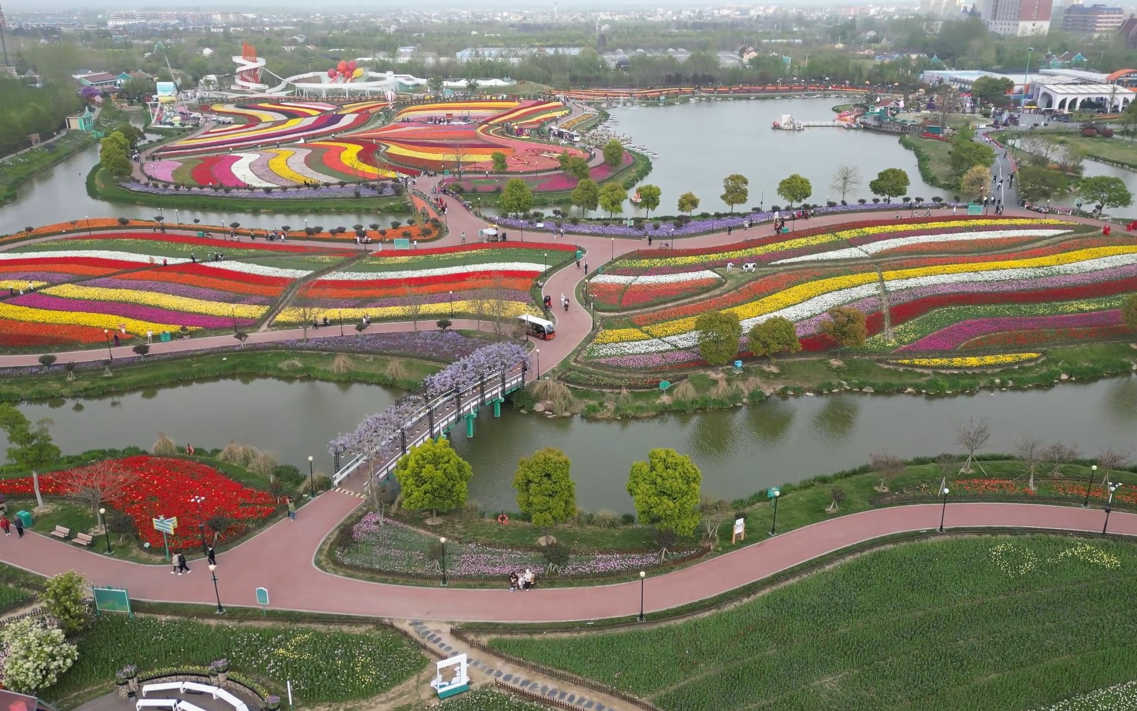 大疆mini3pro航拍荷兰花海郁金香花海,飞越郁金香的花世界1