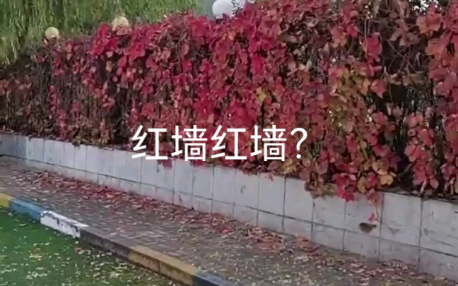 [图]红墙红墙？