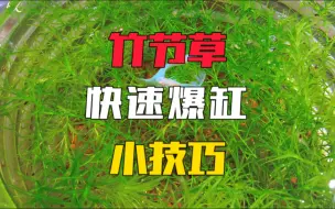 Télécharger la video: 竹节草只要你这样养，一个月就能养爆缸