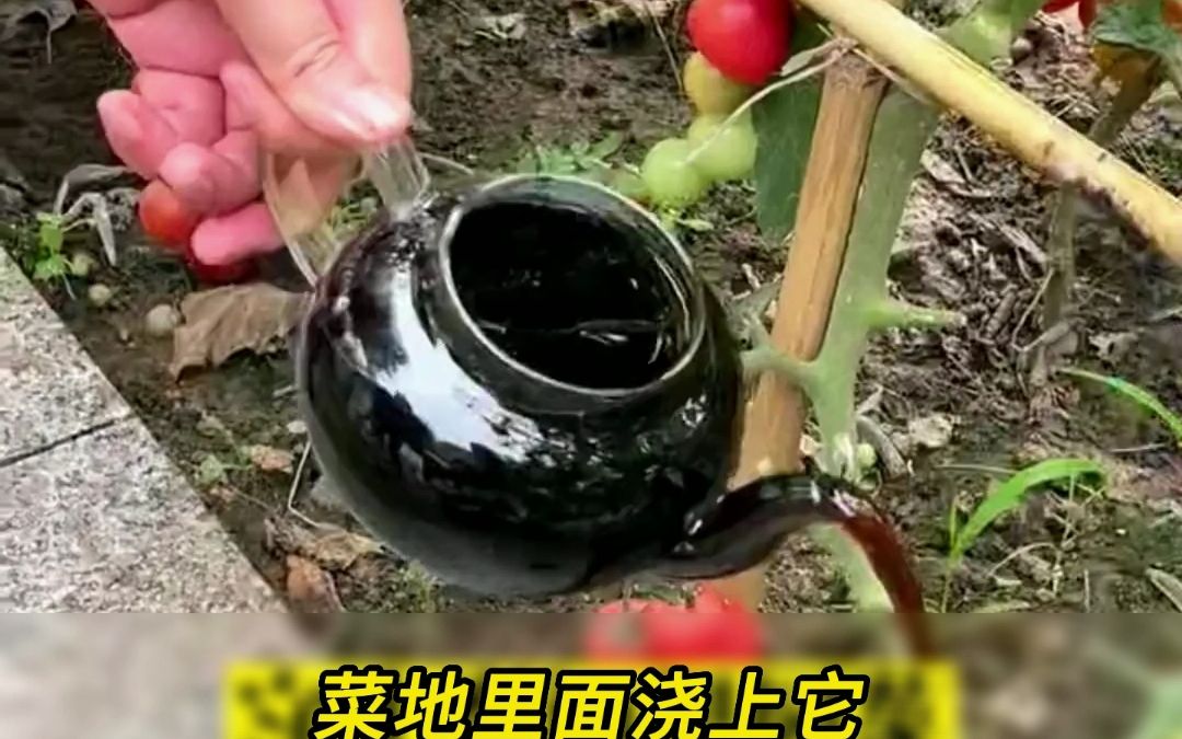 浇水口诀小技巧:菜地里面浇水它,开花结果用车拉哔哩哔哩bilibili